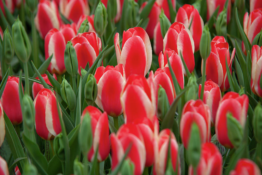 Garden Photograph - Flower Power. Tulips Heats Delight and Virichic 1 by Jenny Rainbow