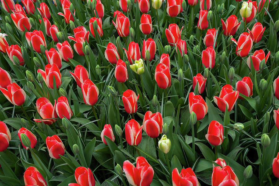 Flower Power. Tulips Heats Delight and Virichic 2 Photograph by Jenny Rainbow