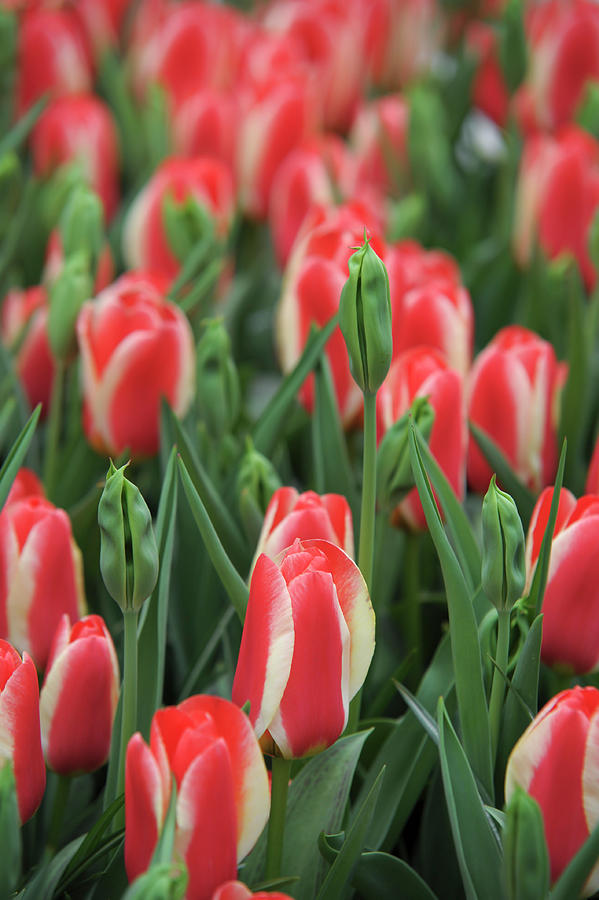 Flower Power. Tulips Heats Delight and Virichic Photograph by Jenny Rainbow
