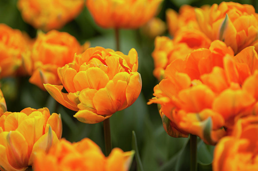 Flower Power. Tulips Orange Princess Photograph by Jenny Rainbow