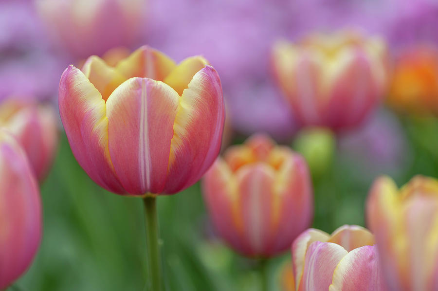 Flower Power. Tulips Yellow Jumbo Beauty Photograph by Jenny Rainbow