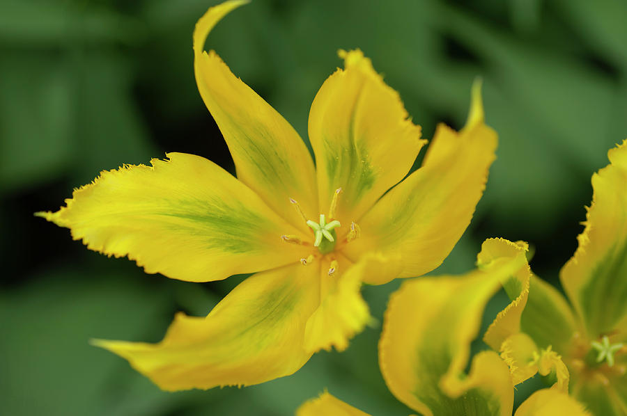 Flower Power. Viridiflora Tulip Green Mile CloseUp Photograph by Jenny Rainbow
