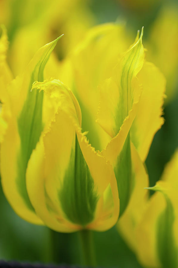 Flower Power. Viridiflora Tulip Green Mile Photograph by Jenny Rainbow