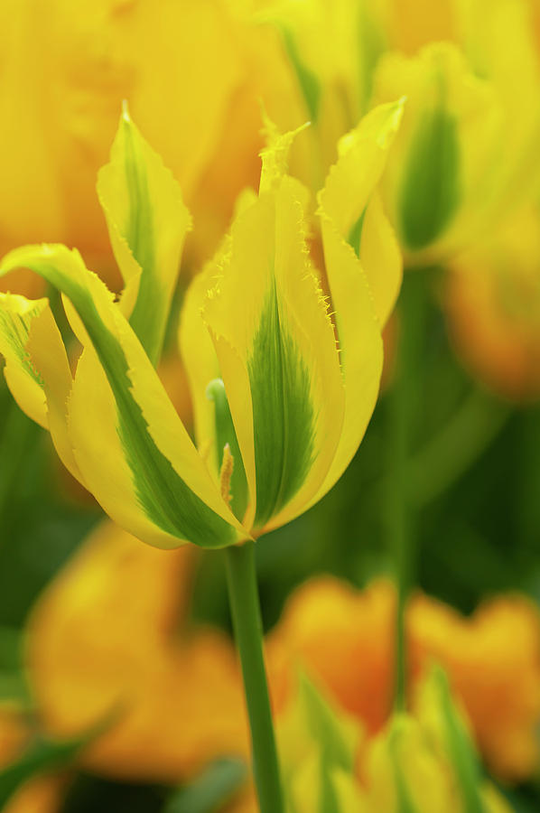 Flower Power. Viridiflora Tulipa Green Mile Photograph by Jenny Rainbow