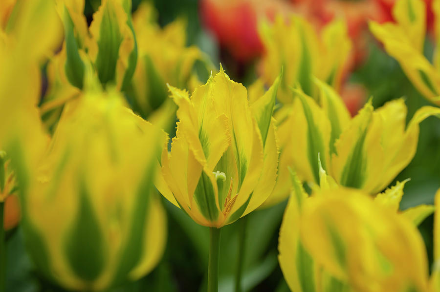 Flower Power. Viridiflora Tulips Green Mile 1 Photograph by Jenny Rainbow