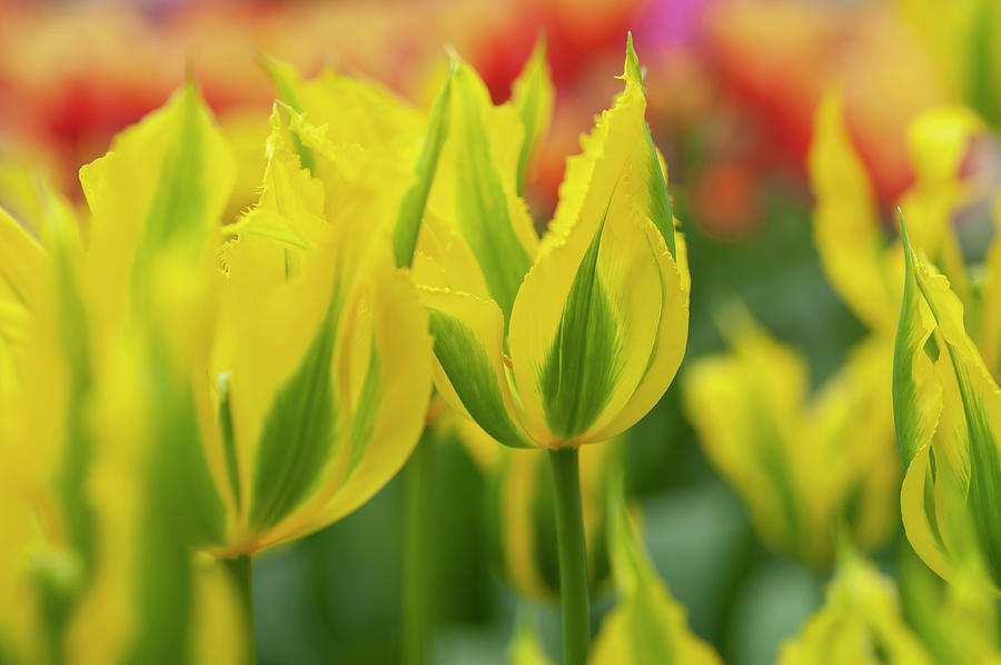 Flower Power. Viridiflora Tulips Green Mile Photograph by Jenny Rainbow