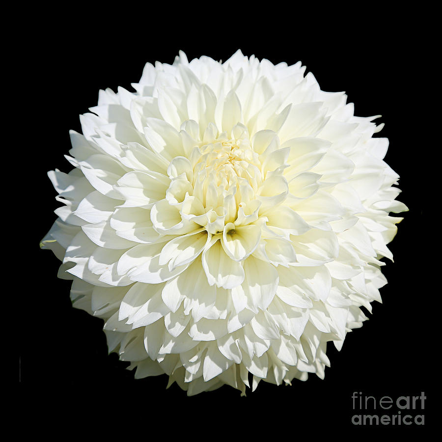 Flower Power - White Dahlia Photograph by Carol Groenen