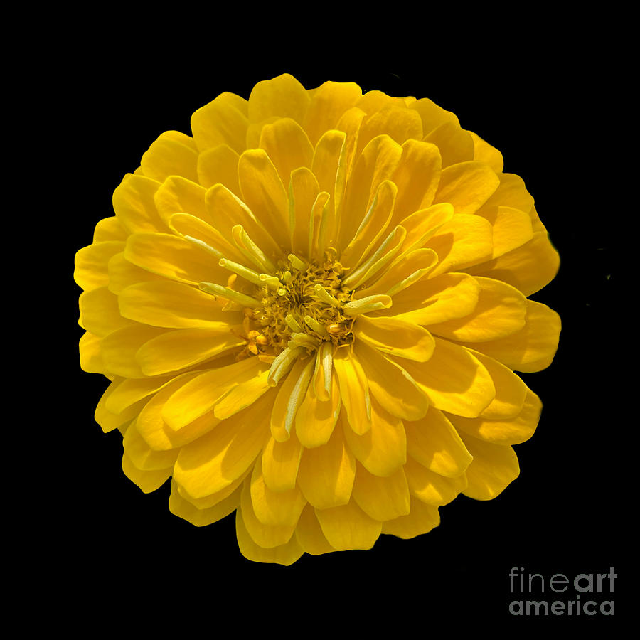 Flower Power - Yellow Zinnia Photograph by Carol Groenen