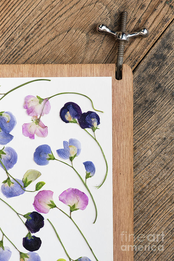 Flower Press and Sweet Peas Photograph by Tim Gainey