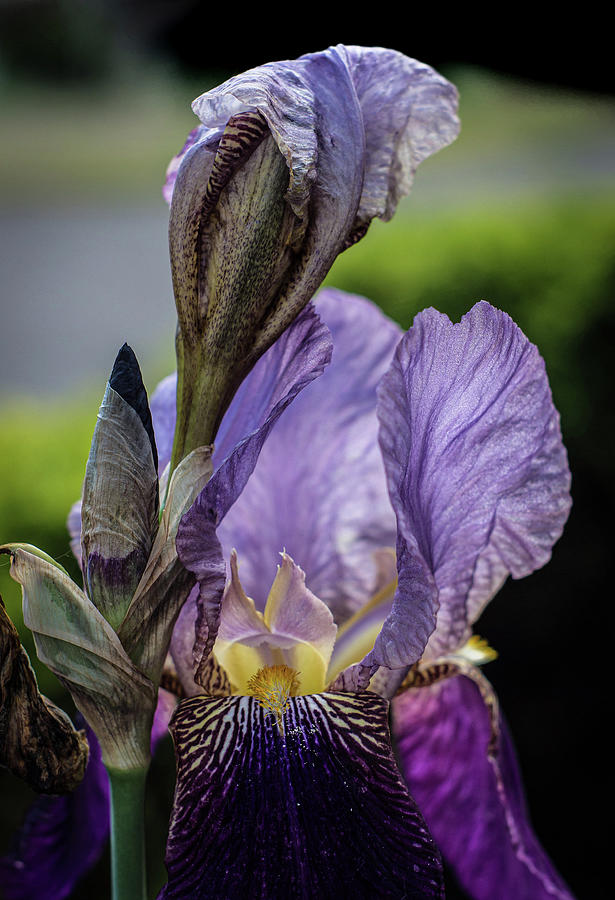 Iris Photograph by Ron Roberts