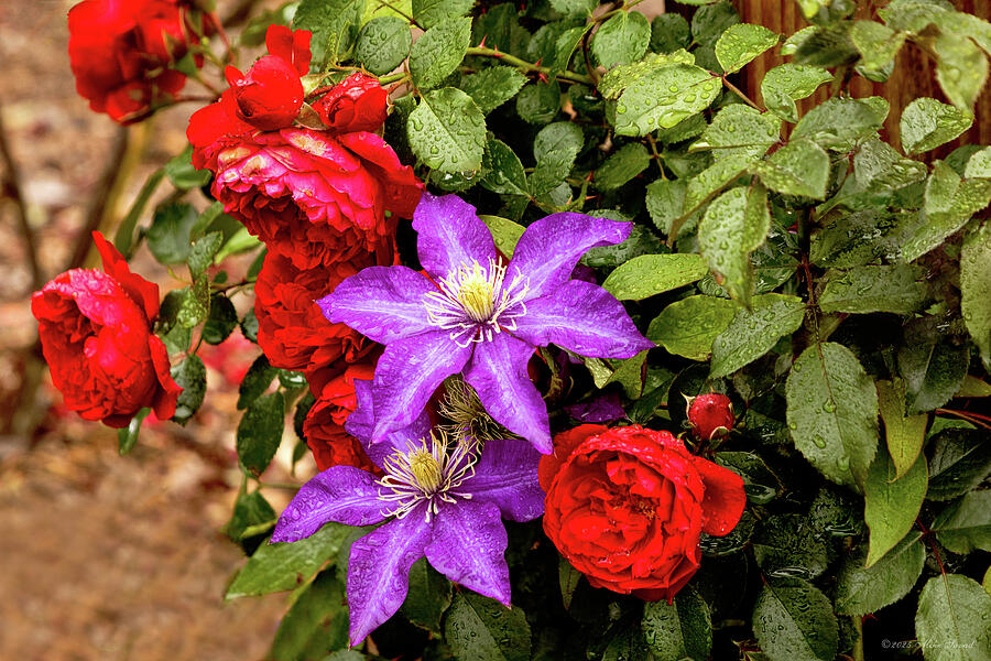 Flower - Rose - Beautiful mind and Beautiful heart Photograph by Mike Savad Flower - Rose - Beautiful mind and Beautiful heart Photograph by Mike Savad