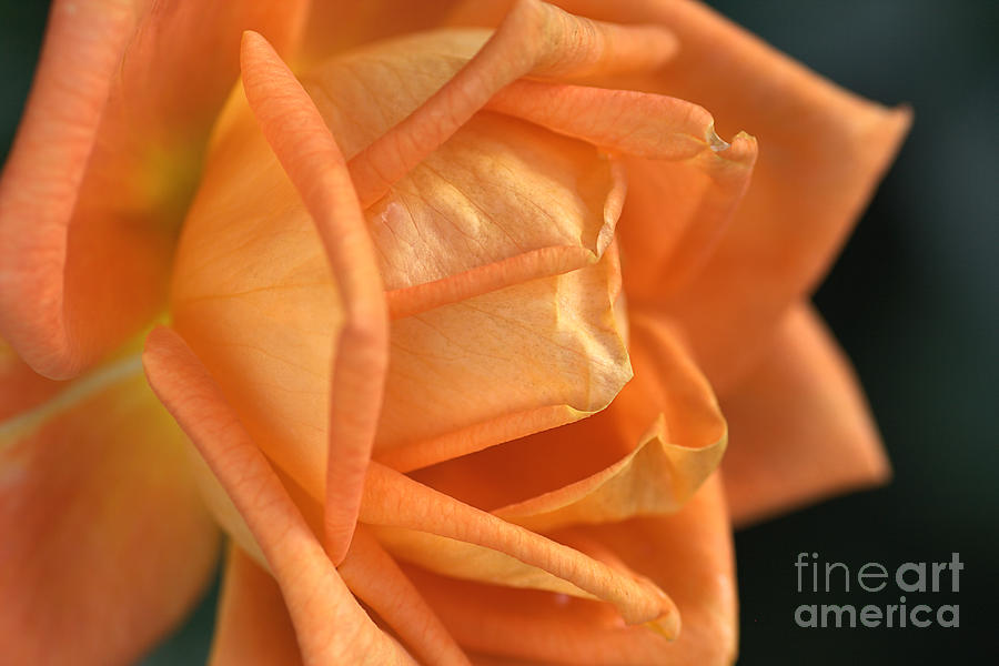 Nature Photograph - Flower-rose-orange-warmth by Joy Watson