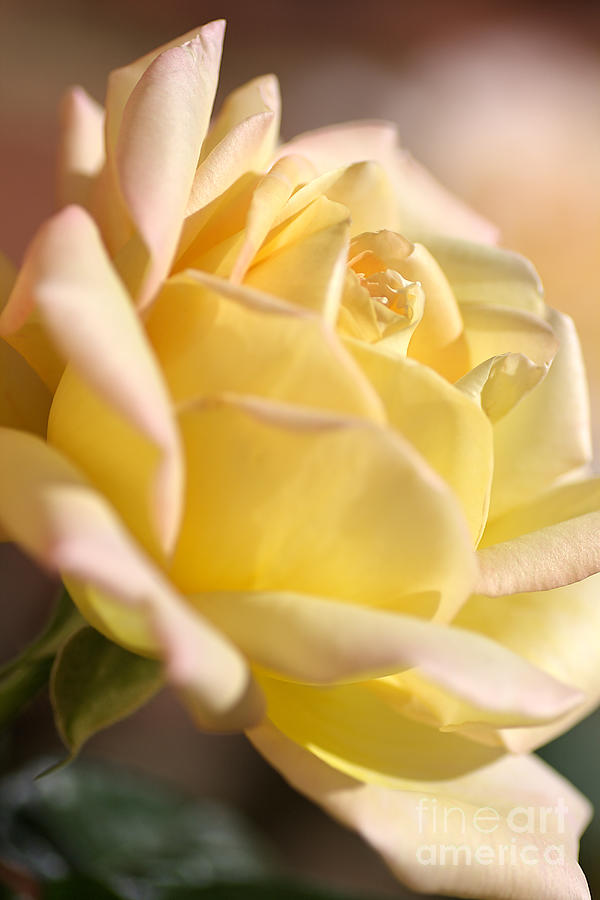 Flower-rose-side View-yellow Photograph by Joy Watson