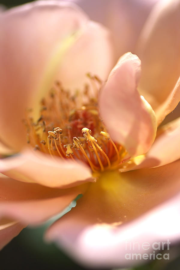 Flower-rose-soft Pink-gold Center Photograph by Joy Watson