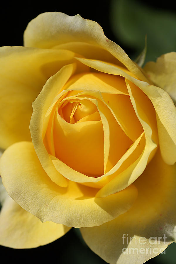 Flower-rose-yellow-beauty Photograph by Joy Watson
