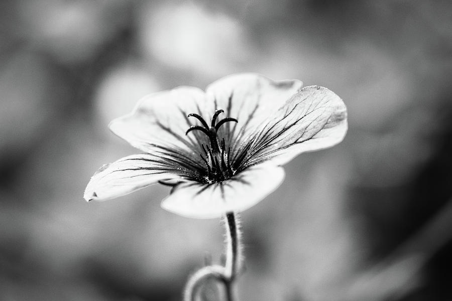 Flower Saucer, Black and White print Photograph by Ademola Alashe ...