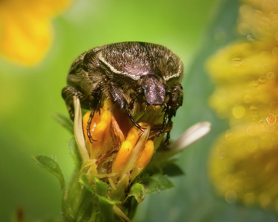 Flower Scarab Beetle Photograph by Mark Andrew Thomas Flower Scarab Beetle Photograph by Mark Andrew Thomas