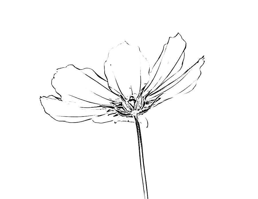 Flower Sketch Digital Art by Alison Frank