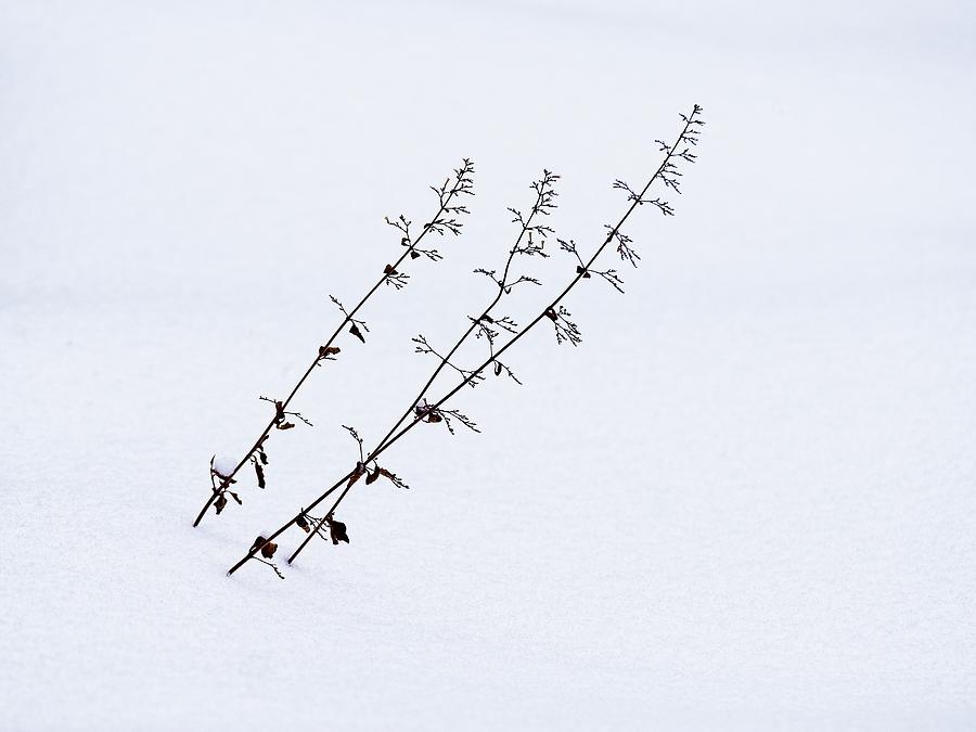 Flower stalks in snow Photograph by Steven Ralser