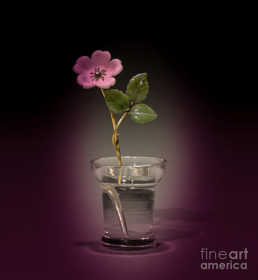 Flower Study of a Wild Rose by House of Faberge Photograph by Carlos Diaz