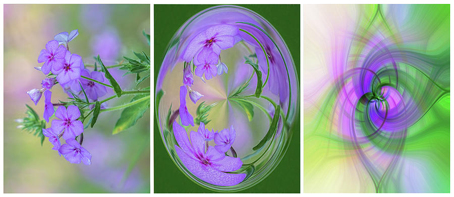 Flower Transformations Set 1 Photograph by Betty Eich