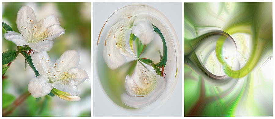 Flower Transformations Set 2 Photograph by Betty Eich