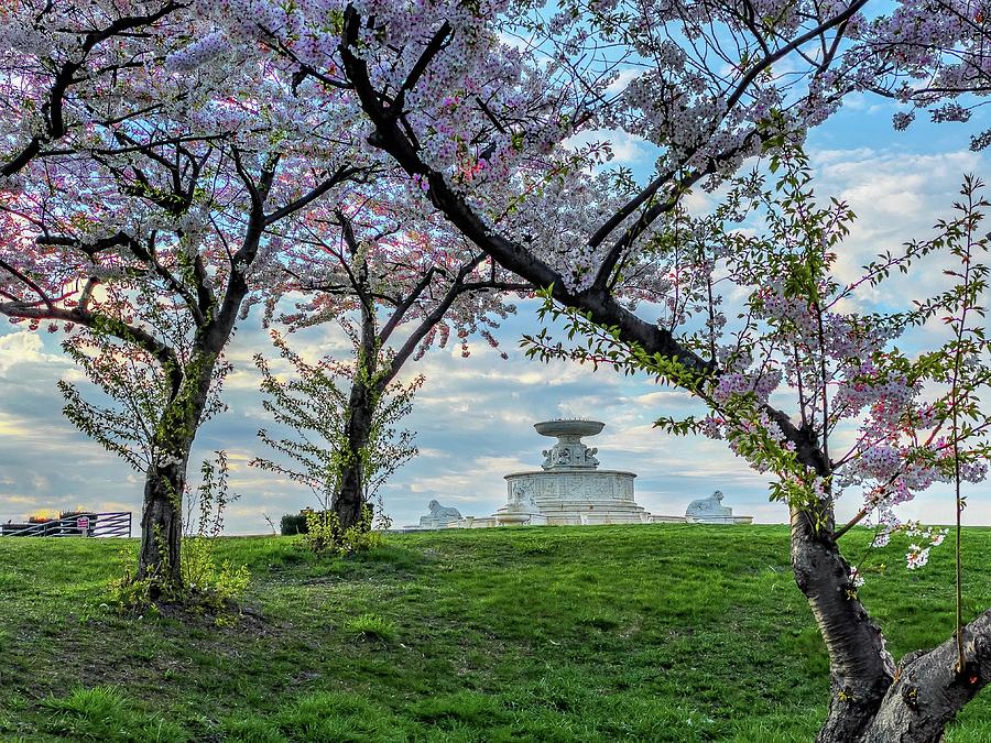 Flower Tree and Belle Isle Fountain IMG_9592 Detroit Michigan Photograph by Michael Thomas