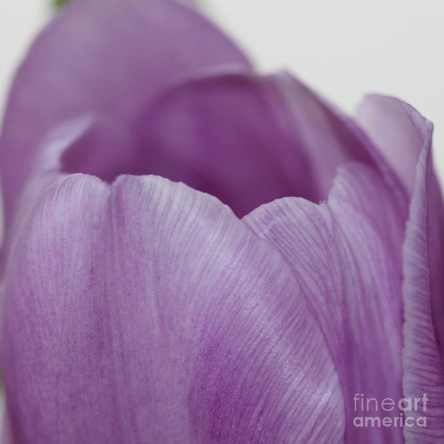 Flower Tulip Macro Lavender No. 4453 Photograph by Sherry Hallemeier