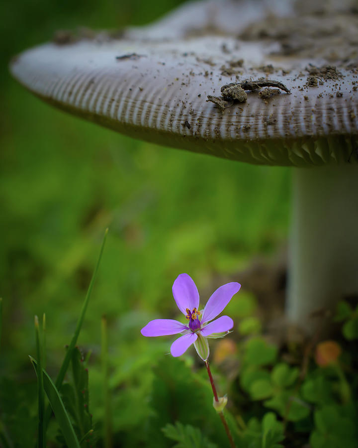 Flower under Mushroom Photograph by Mike Fusaro
