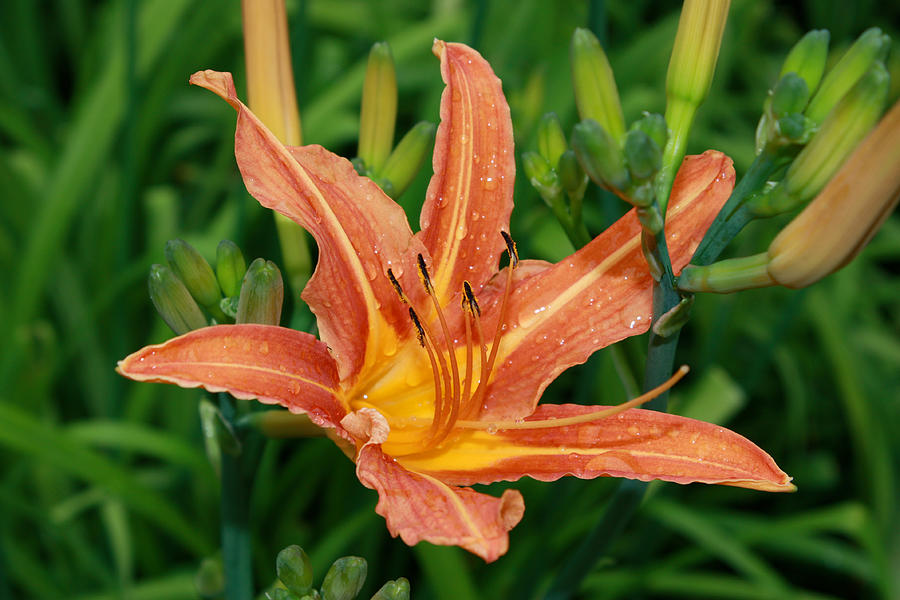 Flower Under The Rain Photograph by Petanpic Design - Fine Art America