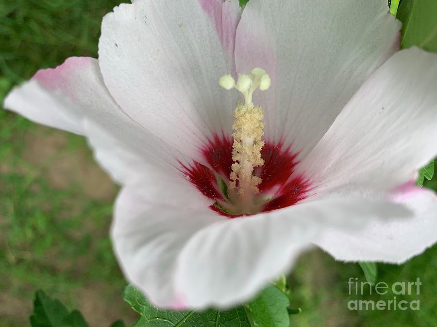 Flower Up Rose of Sharon Photograph by Catherine Wilson