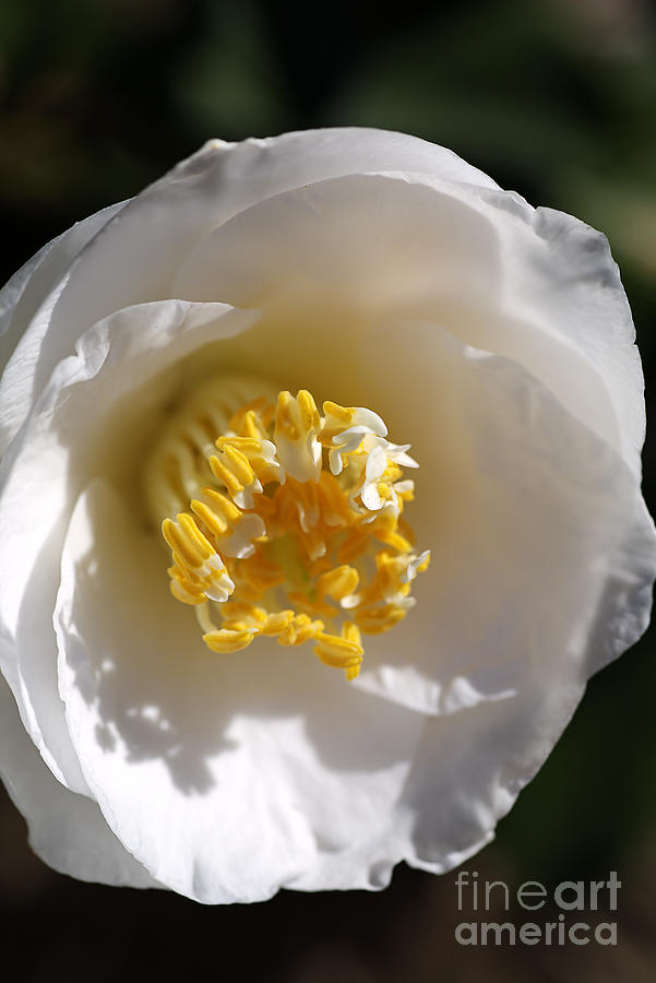 Flower-white-camellia Photograph by Joy Watson