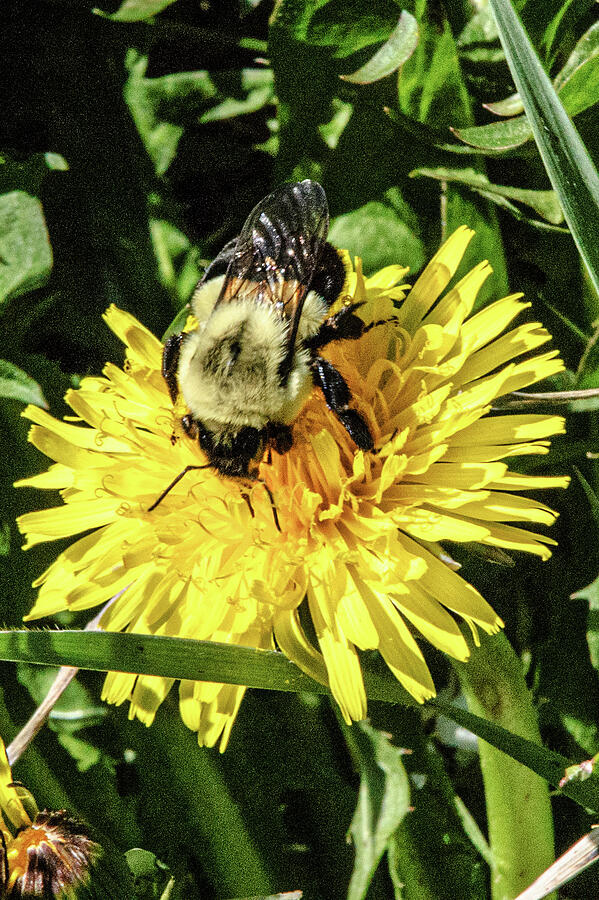 Flower with bee Photograph by Thierry Lach Flower with bee Photograph by Thierry Lach