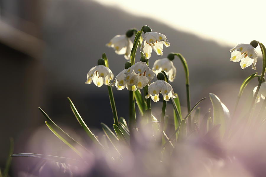 Flower with yellow rather than green marks. At the start of flowering. In habitat in damp forest in the Beskydy, czech republic. Leucojum vernum with many friends. Golden hour. Hot spring days Photograph by Vaclav Sonnek