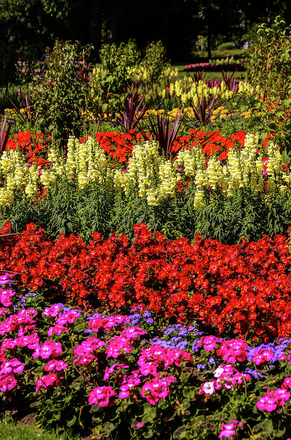 Flowerbeds in Close Up Photograph by Gordon James