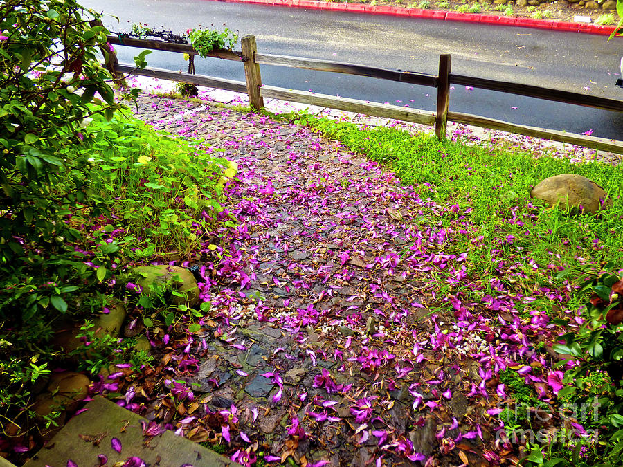 Flowered Path Photograph