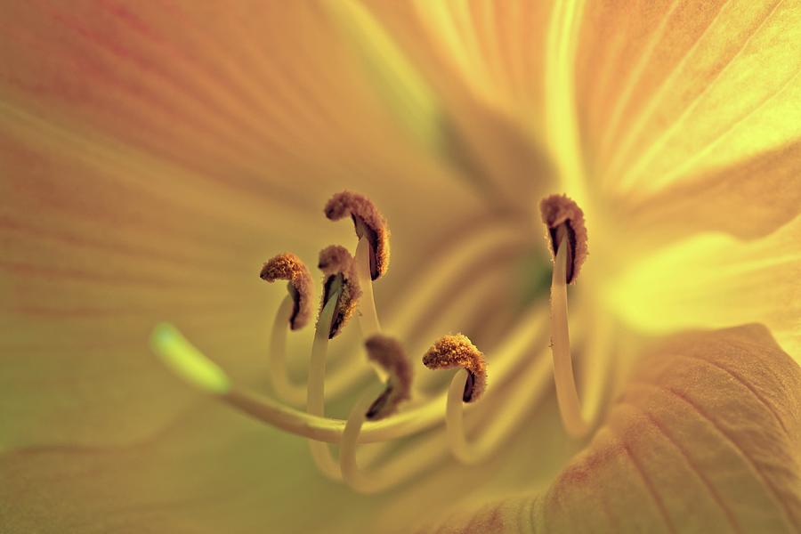Flowerheart - Yellow Daylily Photograph by Alexander Kunz