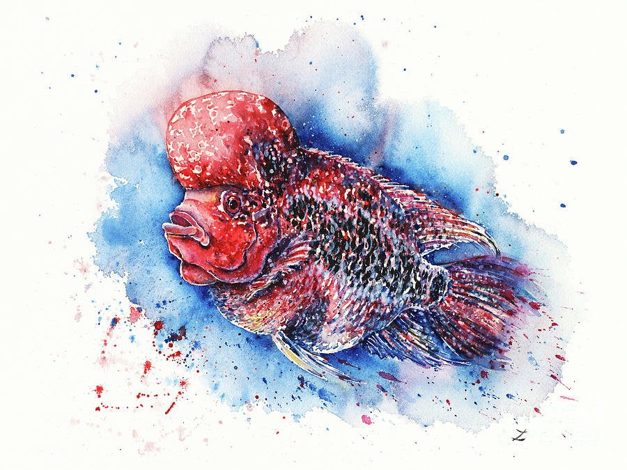 Watercolor Fish Painting - Flowerhorn by Zaira Dzhaubaeva