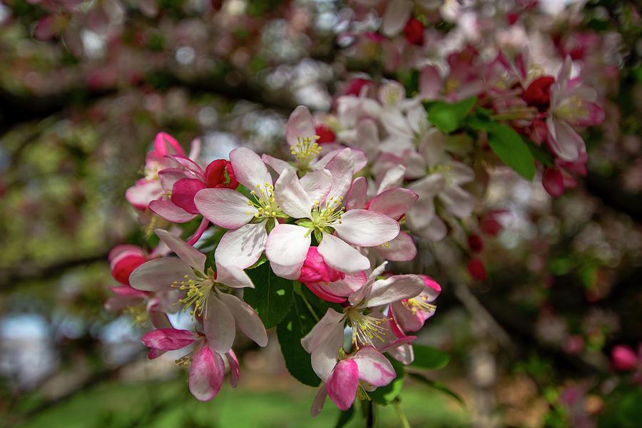 Flowering Apple Tree Photograph by Amy Sorvillo