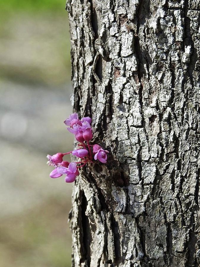 Flowering Bark Photograph by Kathy Ozzard Chism