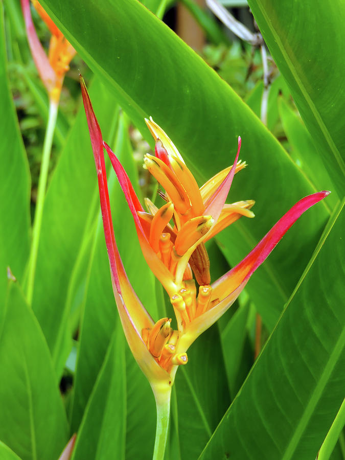 Flowering Bird of Paradise Photograph by Leesie Annie Designs - Fine ...