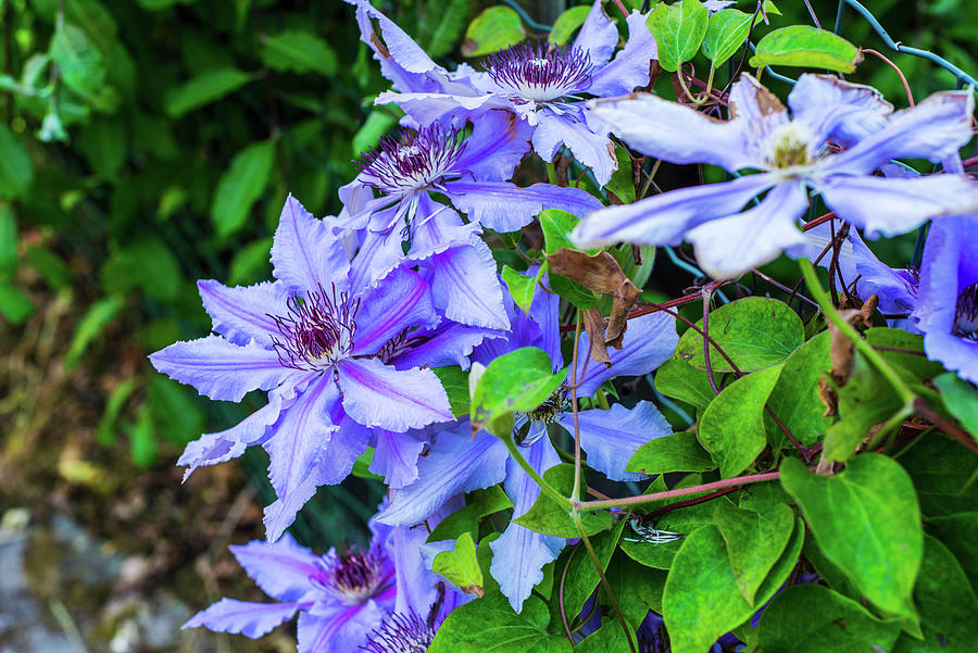 Flowering Blue Clematis In The Garden Beautiful Lilac Clematis Flower Photograph By David Ridley