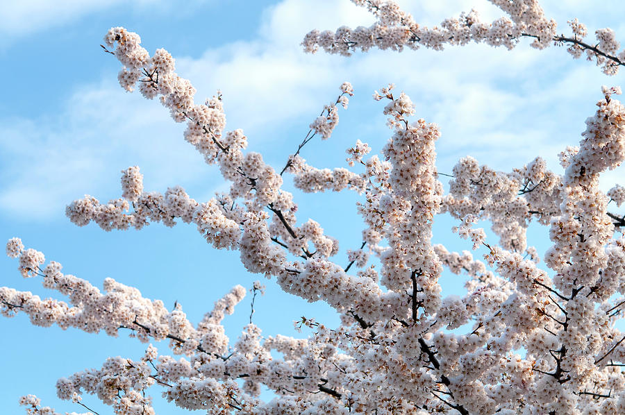 Flowering Branches of Yoshino Cherry 1 Photograph by Jenny Rainbow