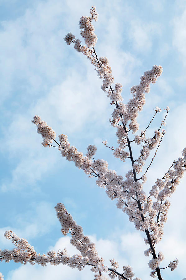Flowering Branches of Yoshino Cherry 2 Photograph by Jenny Rainbow