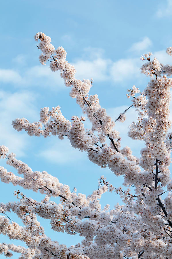 Flowering Branches of Yoshino Cherry 3 Photograph by Jenny Rainbow