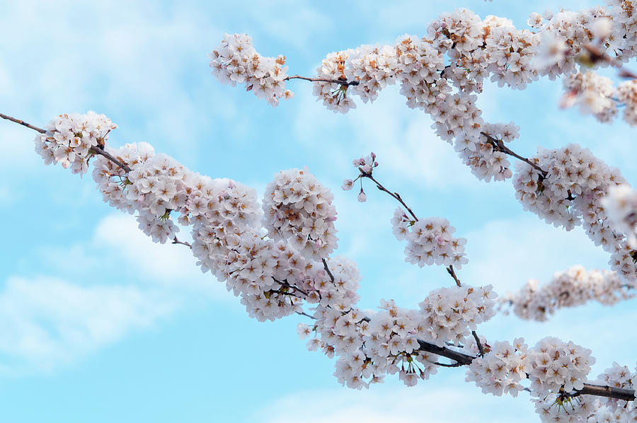 Flowering Branches of Yoshino Cherry 4 Photograph by Jenny Rainbow