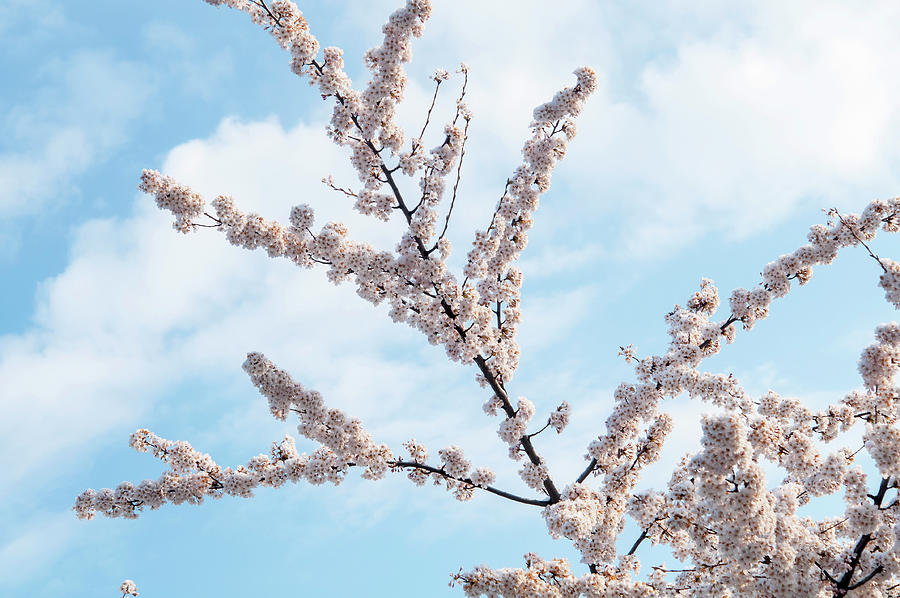 Flowering Branches of Yoshino Cherry Photograph by Jenny Rainbow