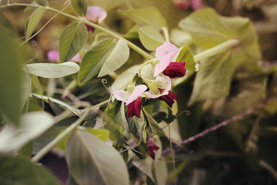Flowering bush beans Photograph by Lisa Schaetzle
