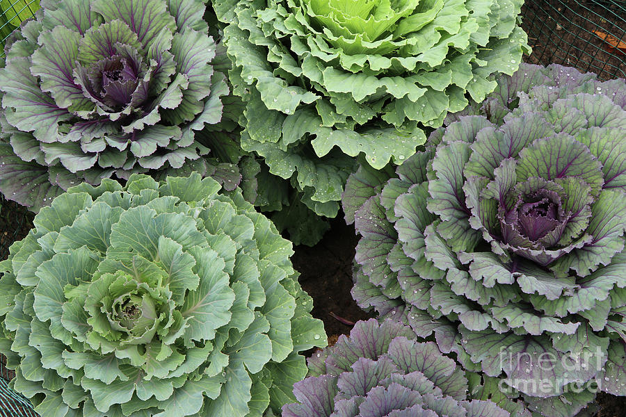 Flowering Cabbage 2287 Photograph by Jack Schultz