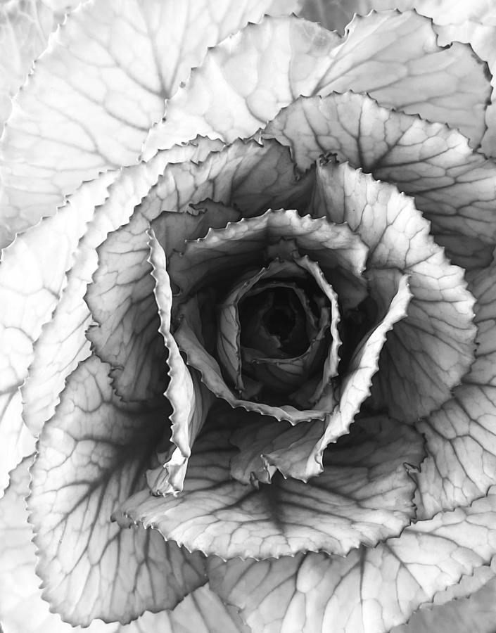 Flowering Cabbage Photograph by Maureen J Haldeman